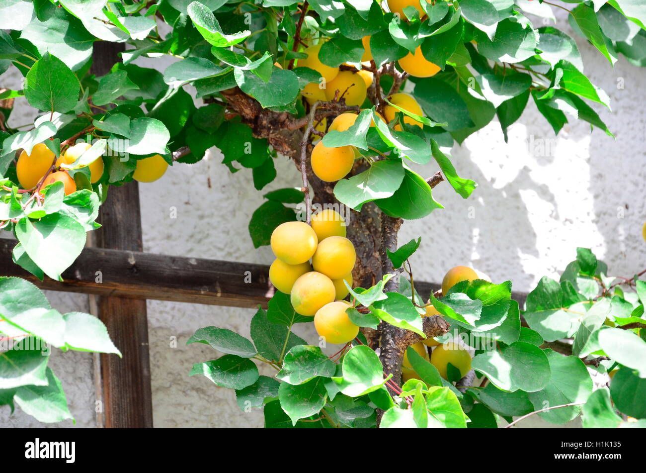 Fruechte, Marillen, Aprikosen, Prunus armeniaca Stockfoto