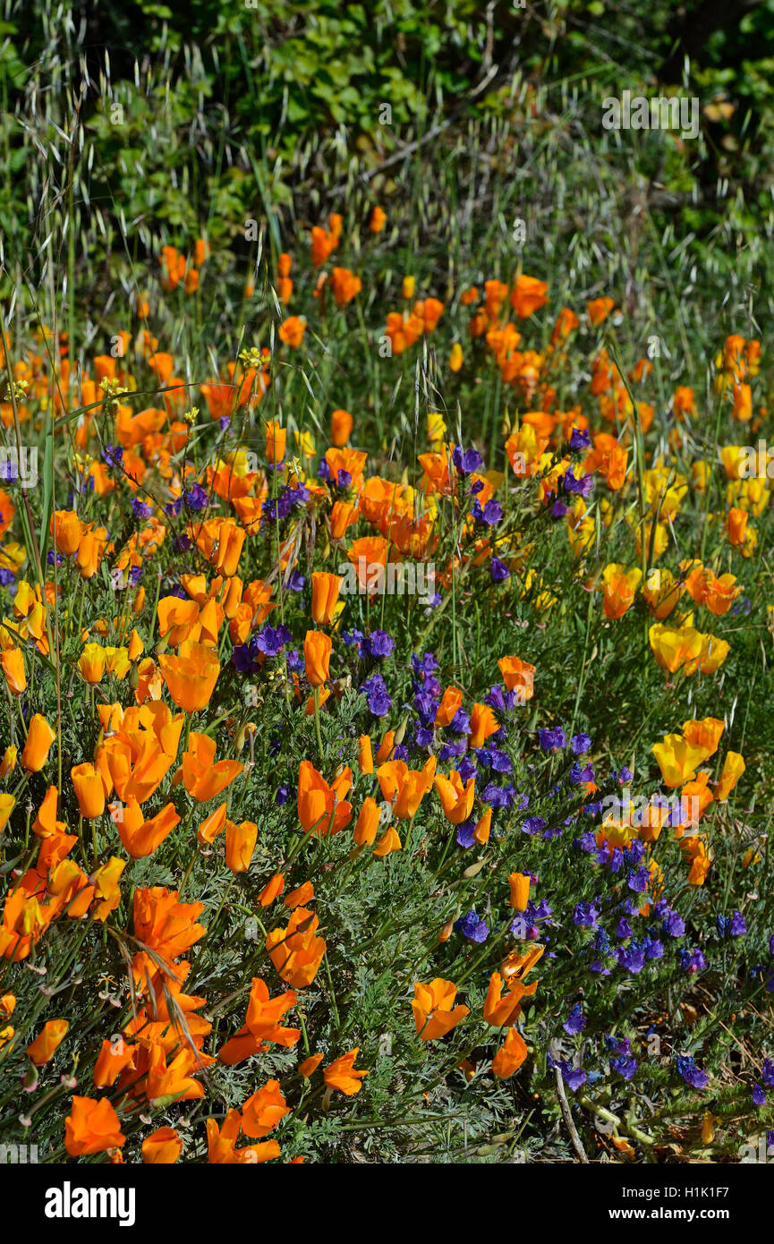 Kalifornischer Mohn, Goldmohn (Eschscholzia Californica) Und Wegerichblaettriger Natternkopf (Echium Plantagineum), Kanarische Inseln, Teneriffa, Spanien, Europa Stockfoto