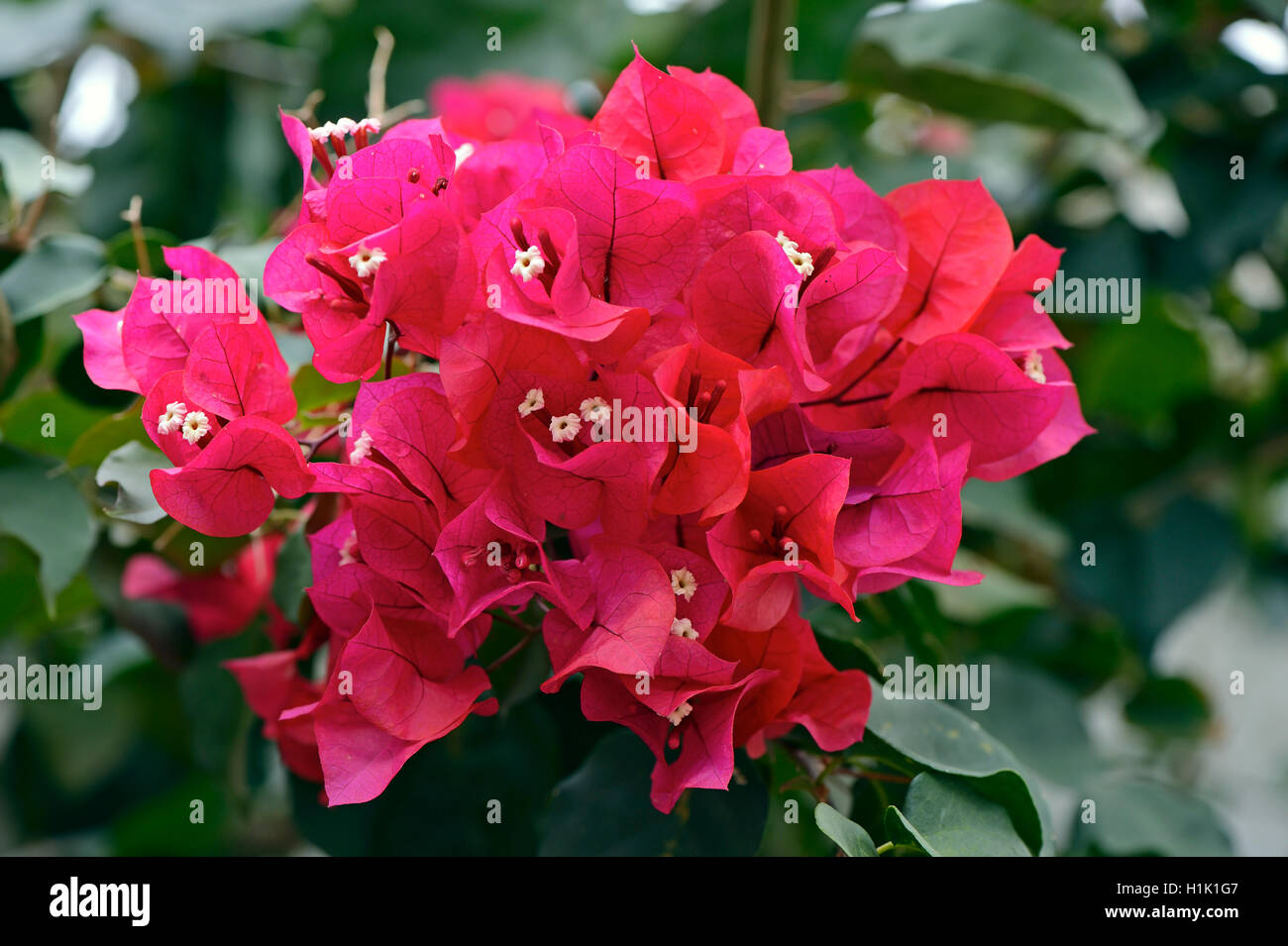 Drillingsblume (Bougainvillea Glabra), Suedamerika Stockfoto