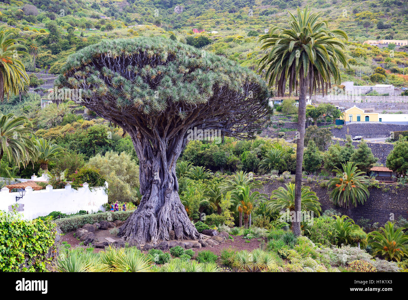 Tausendjaehriger, Kanarischer Drachenbaum (Dracaena Draco) Drago Milenario, Icod de Los Vinos, Teneriffa, Kanarische Inseln, Spanien Stockfoto