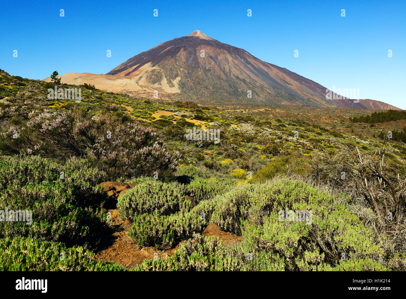 Vulkan Pico del Teide, Teide-Nationalpark, Parque Nacional de Las Canadas del Teide, Teneriffa, Kanarische Inseln, Spanien Stockfoto