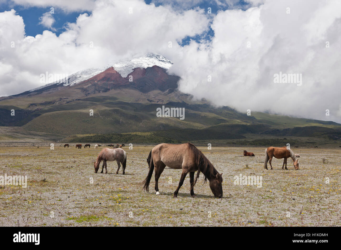 Wilde Pferde grasen in der Nähe von Cotopaxi Nationalpark Cotopaxi, Ecuador Stockfoto