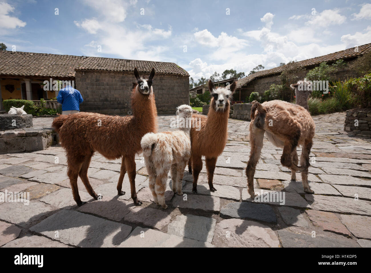 Lamas im Hacienda San Augustin de Callo, Lama Glama Nationalpark Cotopaxi, Ecuador Stockfoto