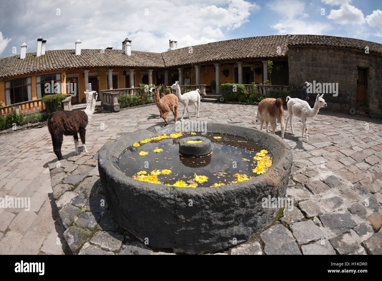 Lamas im Hacienda San Augustin de Callo, Lama Glama Nationalpark Cotopaxi, Ecuador Stockfoto