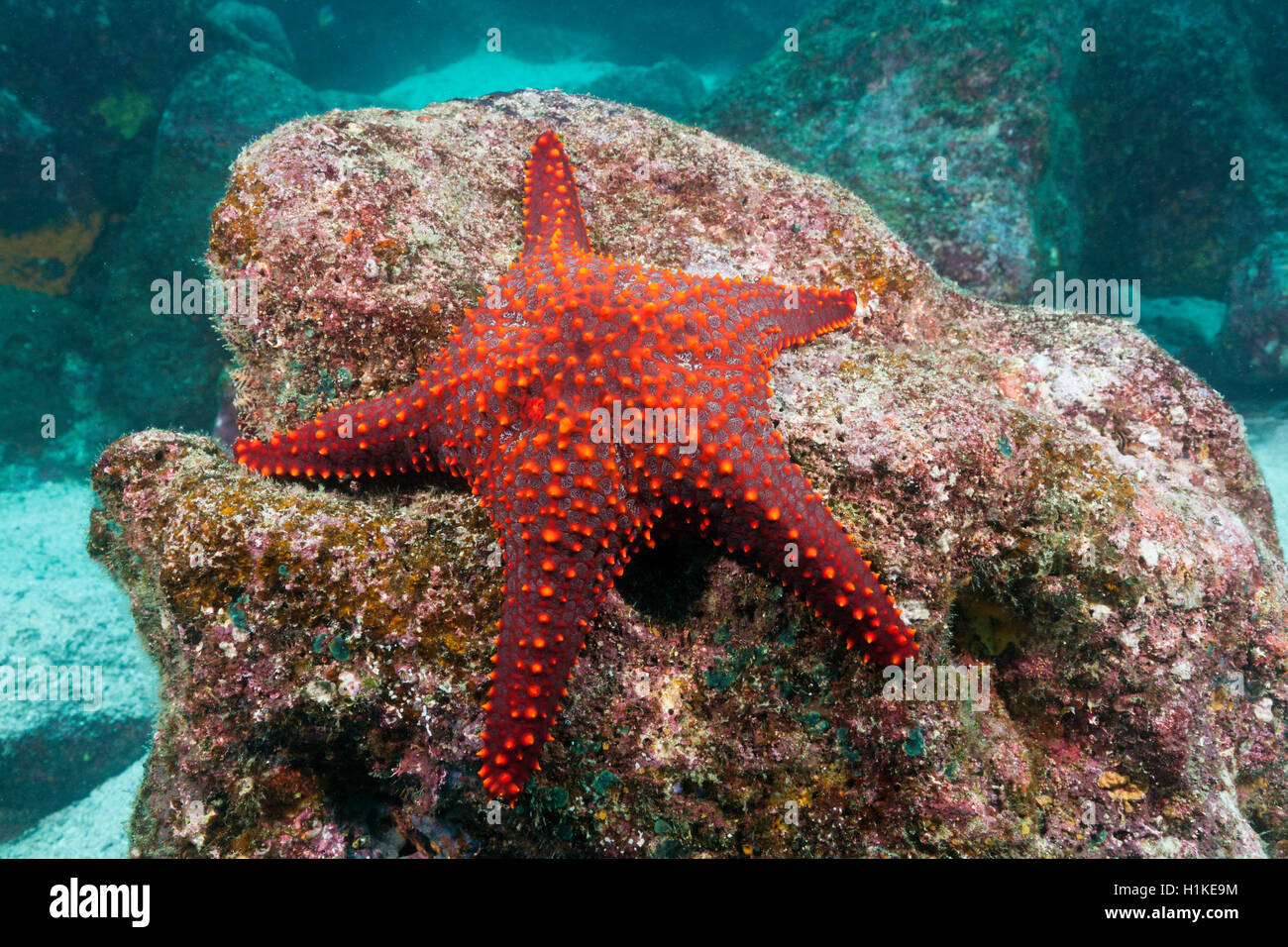 Knorrigen Seestern, Pentaceraster Cumingi, Baltra Insel, Galapagos, Ecuador Stockfoto