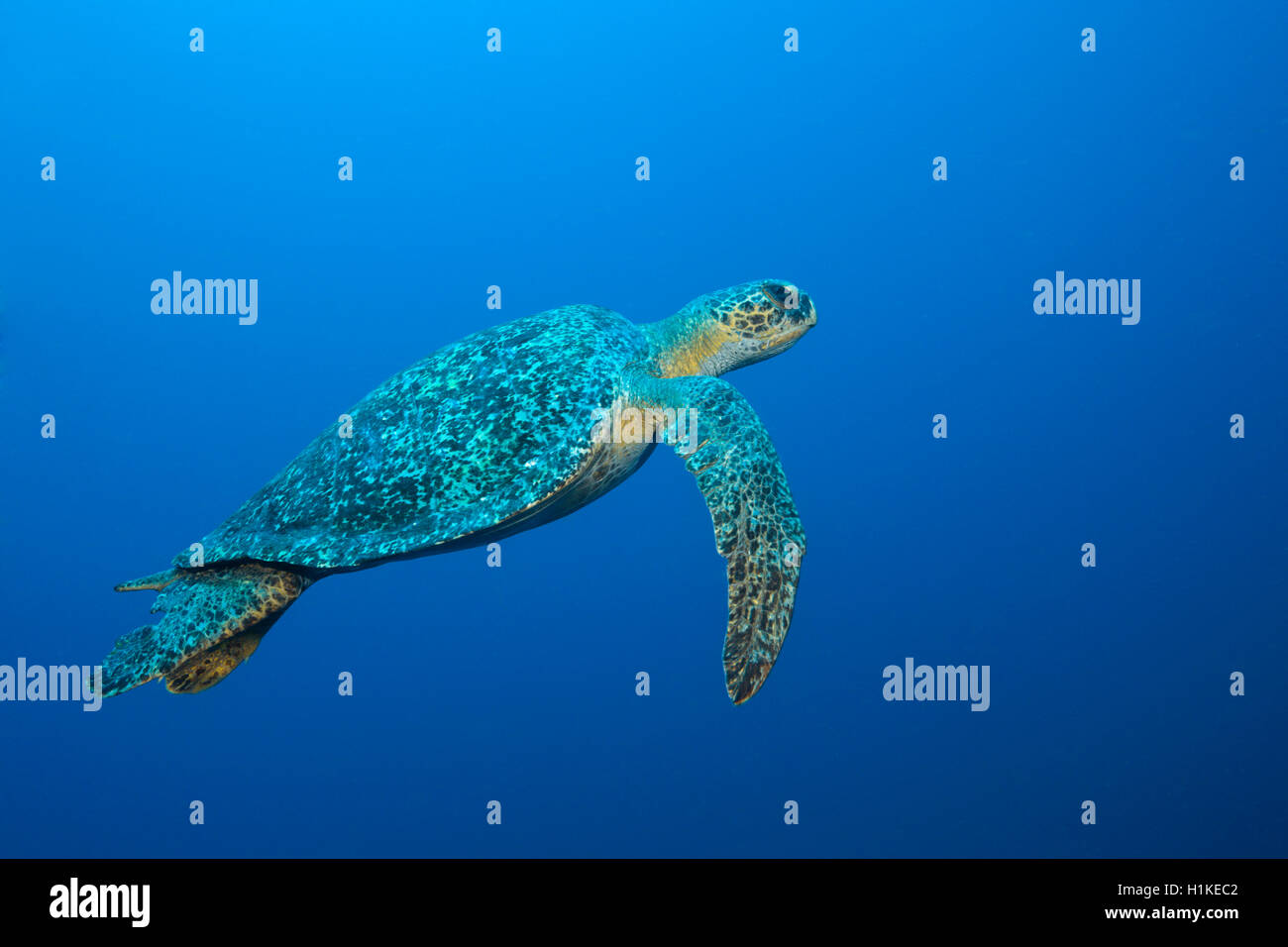 Green Sea Turtle, Chelonia Mydas, Bogen, Darwin Insel, Galapagos, Ecuador Stockfoto