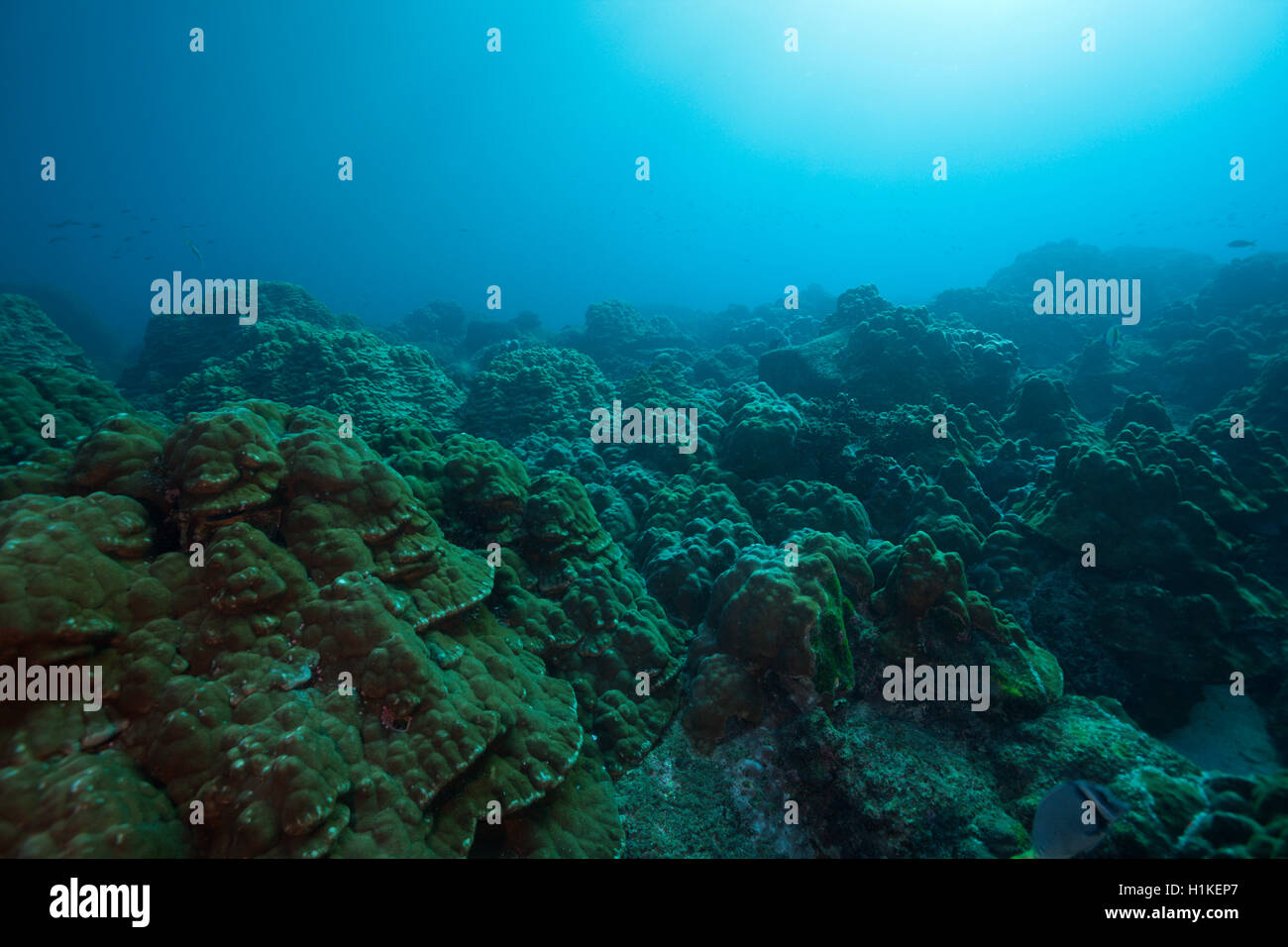 Coral Reef Wolf Island, Wolf Island, Galapagos, Ecuador Stockfoto