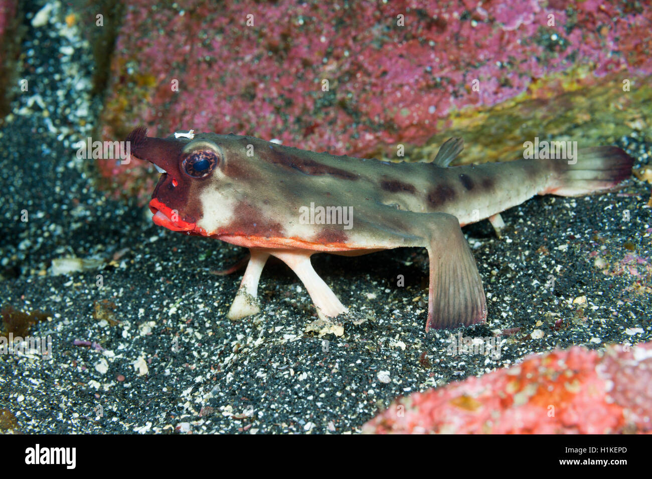 Ogcocephalus Darwini Fotos Und Bildmaterial In Hoher Aufl sung Alamy