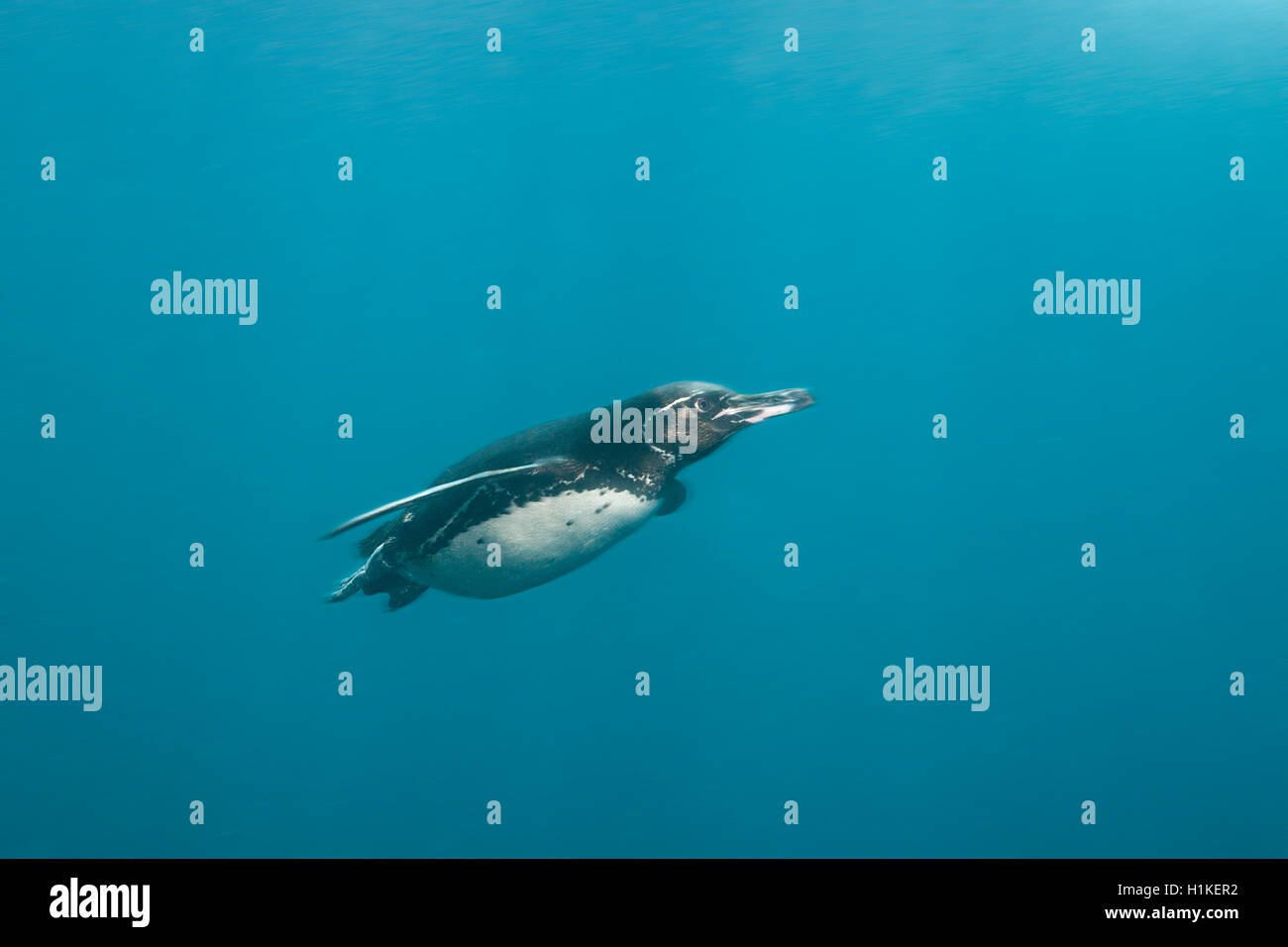Galápagos-Pinguin, Spheniscus Mendiculus, Punta Vicente Roca, Isabela Island, Galapagos, Ecuador Stockfoto