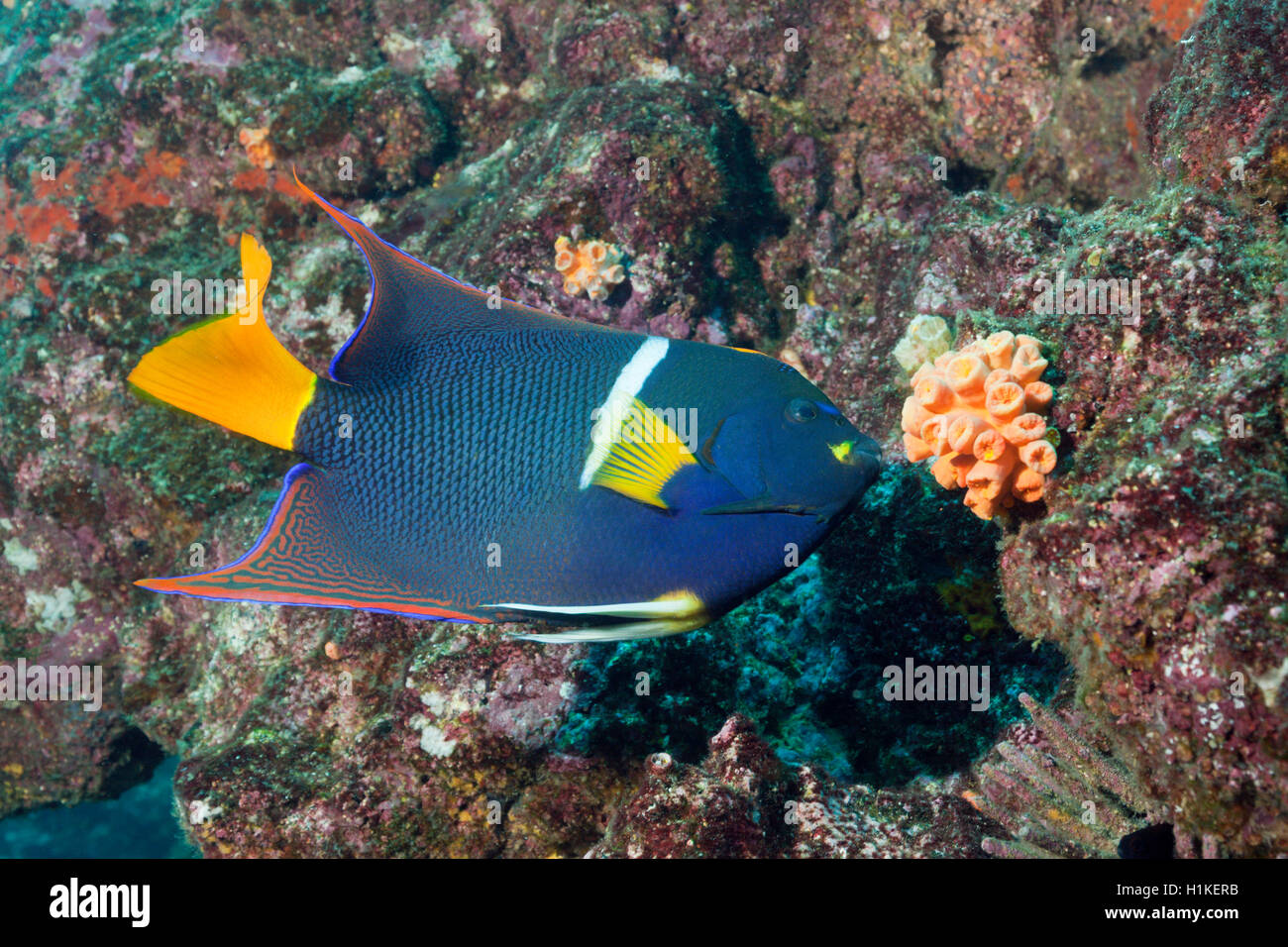 König Angelfish, Holacanthus Passer, Cabo Marshall, Isabela Island, Galapagos, Ecuador Stockfoto