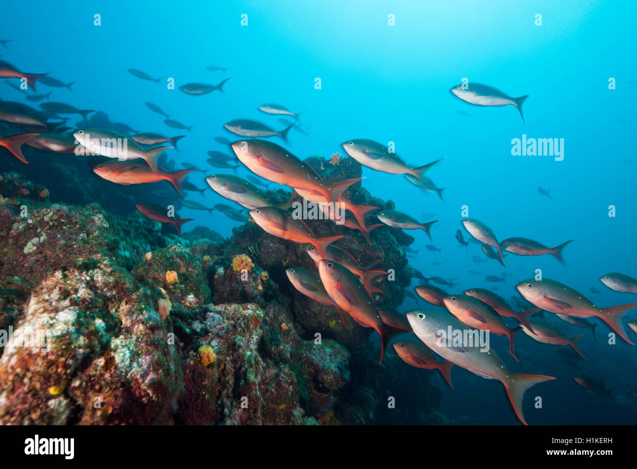 Fischschwarm des pazifischen Creolefish, Paranthias Kolonos, Cabo Marshall, Isabela Island, Galapagos, Ecuador Stockfoto