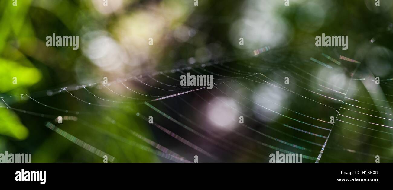 Schwache Spinnennetz mit Lichtspots Bokeh im Hintergrund Stockfoto