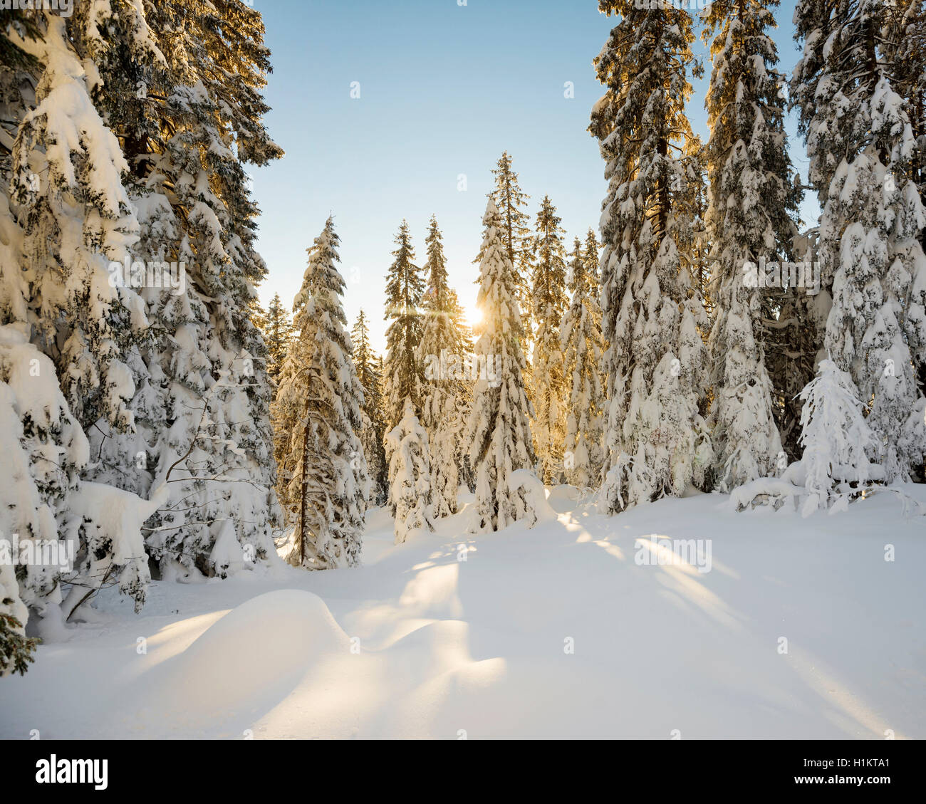 Sonne scheint durch Schnee Fichte fallen Bäume, Feldberg, Schwarzwald, Baden-Württemberg, Deutschland Stockfoto