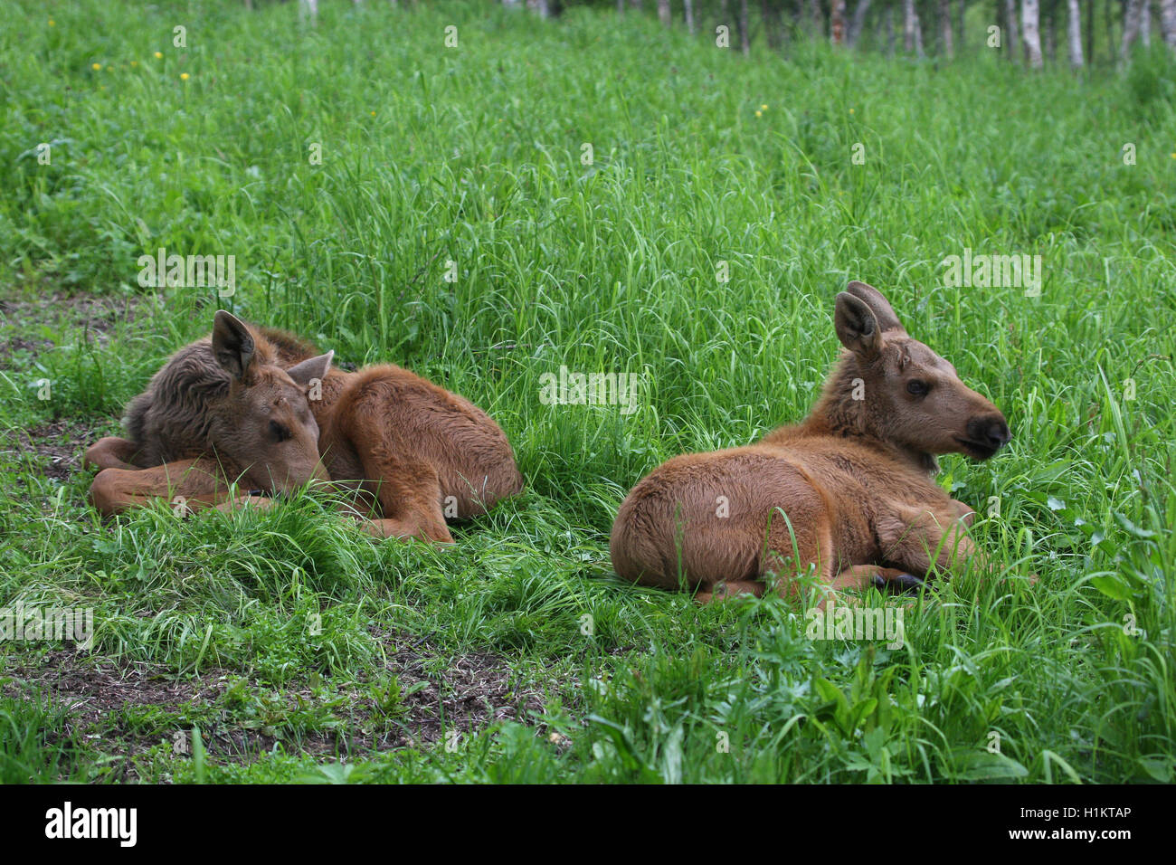 Elch (Alces alces), Kälber in der Wiese, Lappland, Norwegen Stockfoto