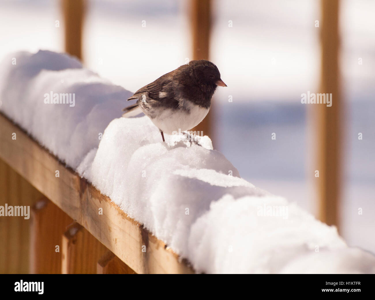 Schnee-Vogel Stockfoto