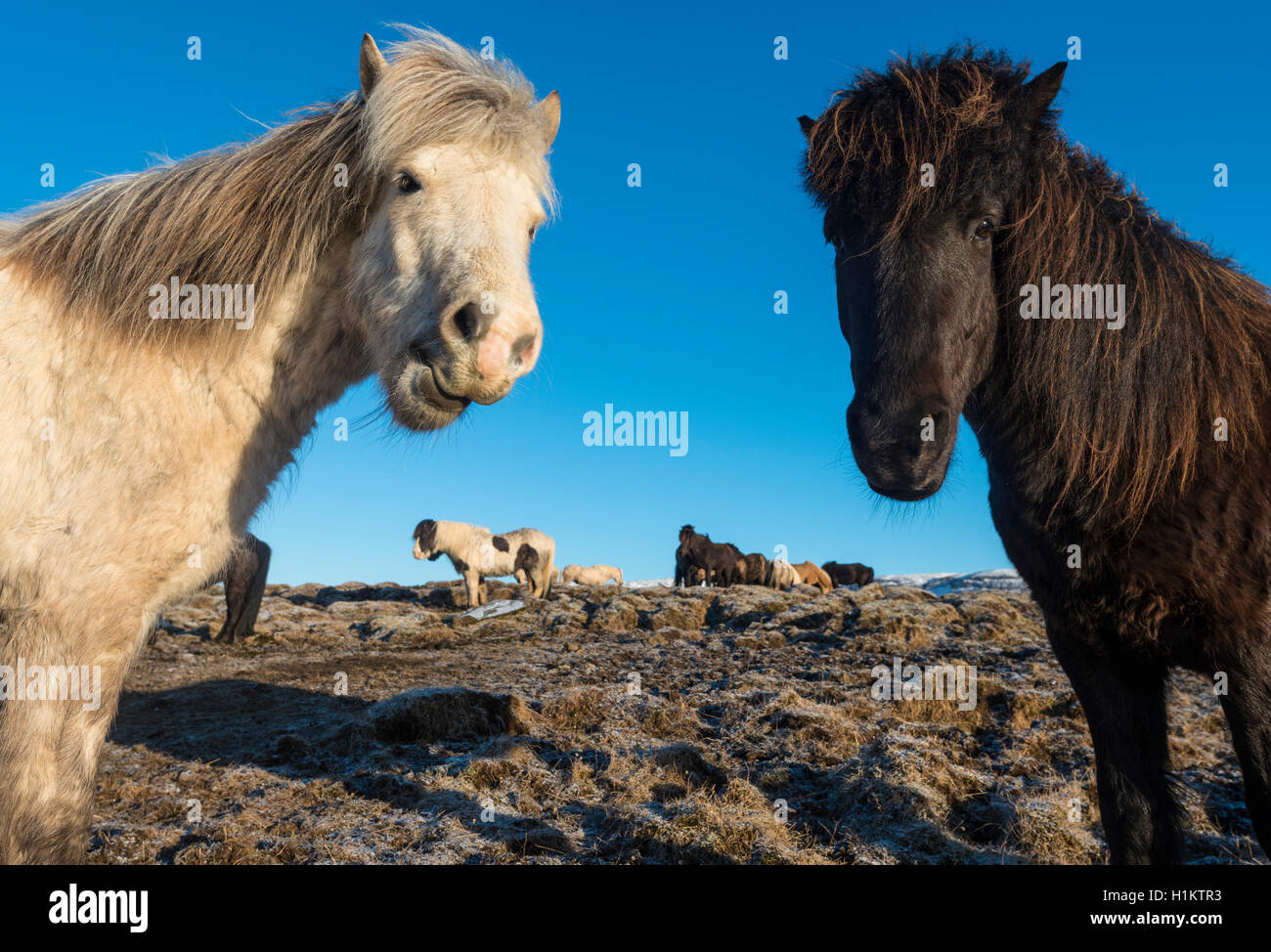 Zwei Isländische Pferde (Equus przewalskii f. caballus), Portrait, Region Süd, Island Stockfoto