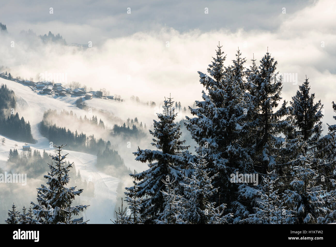 Winterlandschaft im Brixental, Koniferen, Schnee und Nebel, Brixen im Thale, Tirol, Österreich Stockfoto