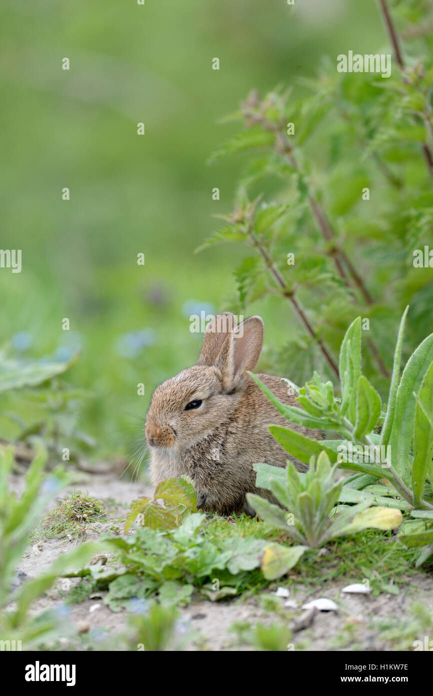 Europäische Kaninchen (Oryctolagus cuniculus), juvenile, Norderney, Ostfriesische Inseln, Niedersachsen, Deutschland Stockfoto