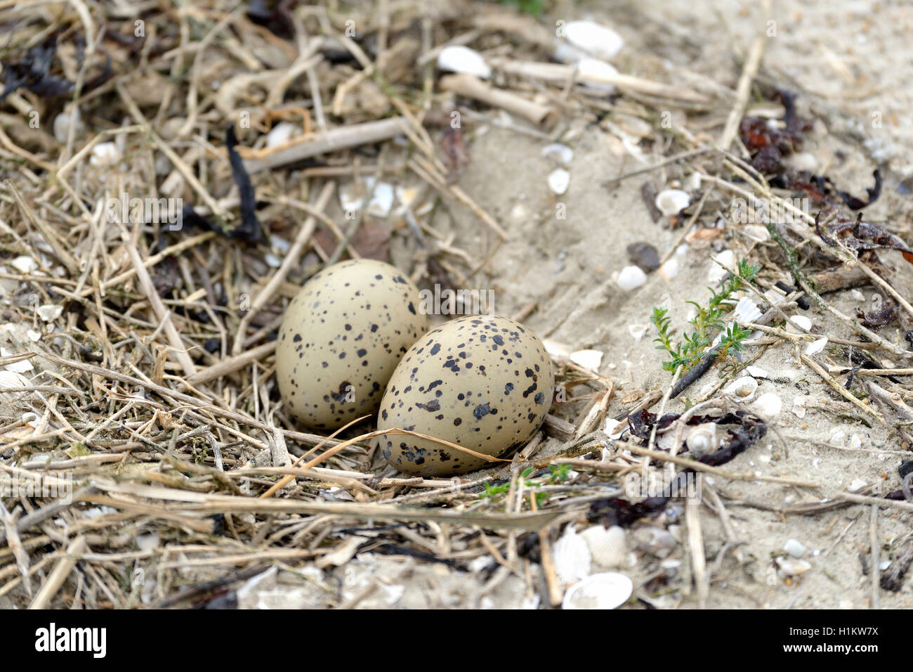 Mit zwei Eier, Nest, Eurasischen Austernfischer (Haematopus ostralegus), Norderney, Ostfriesische Inseln, Niedersachsen, Deutschland Stockfoto