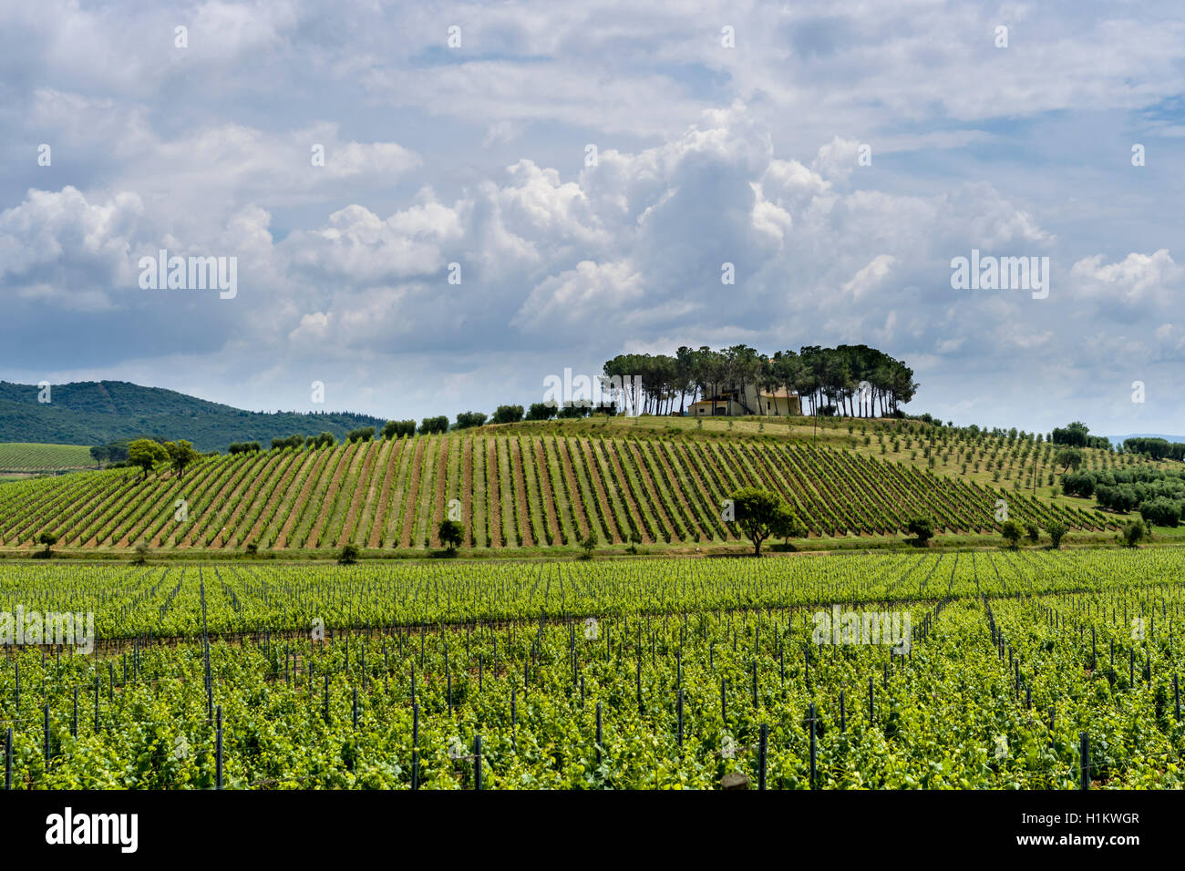 Typische grüne Toskana Landschaft mit Hügeln, Weinbergen, Pinien, Bauern Haus und Blau, bewölkter Himmel, Castiglione di Pescaia Stockfoto