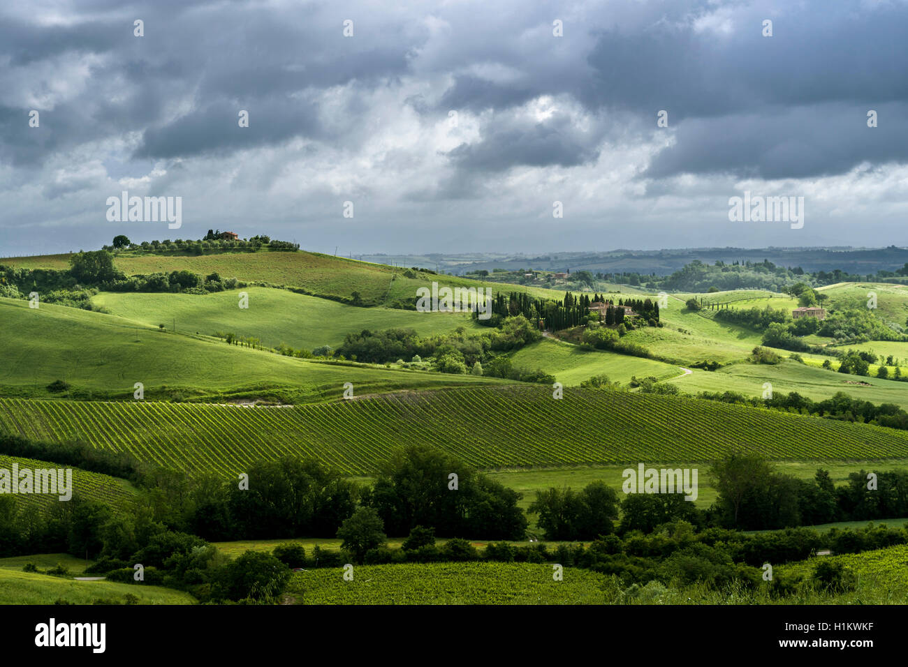 Typische Grün der toskanischen Landschaft im Val d'Orcia mit Hügel, Felder, Bäume, Weinbergen, Olivenplantagen und bewölkter Himmel Stockfoto