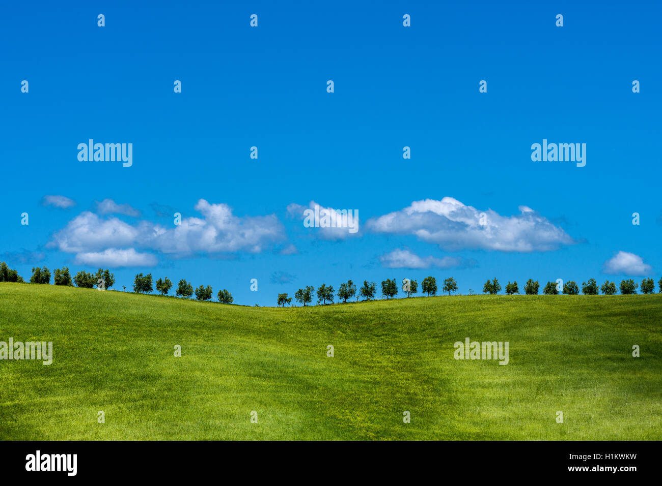 Typische Grün der toskanischen Landschaft im Val d'Orcia mit Hügeln, Bäumen, Getreidefelder und Blau, bewölkter Himmel, Montalcino, Toskana, Italien Stockfoto