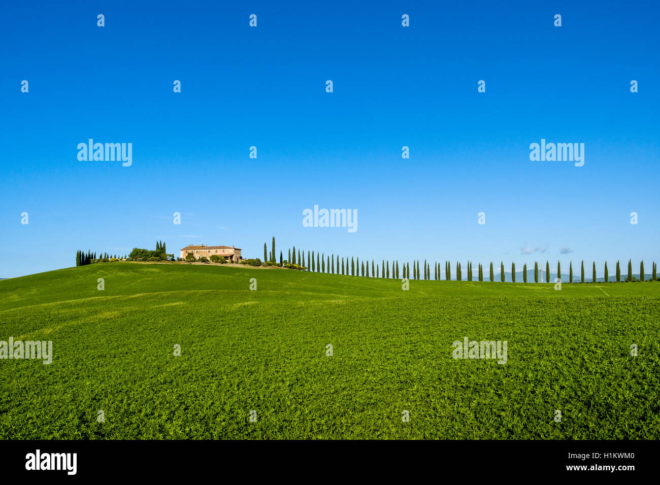 Typische Grün der toskanischen Landschaft in Bagno Vignoni, Val d'Orcia, Bauernhof auf einem Hügel, Felder, Zypressen und blauer Himmel Stockfoto