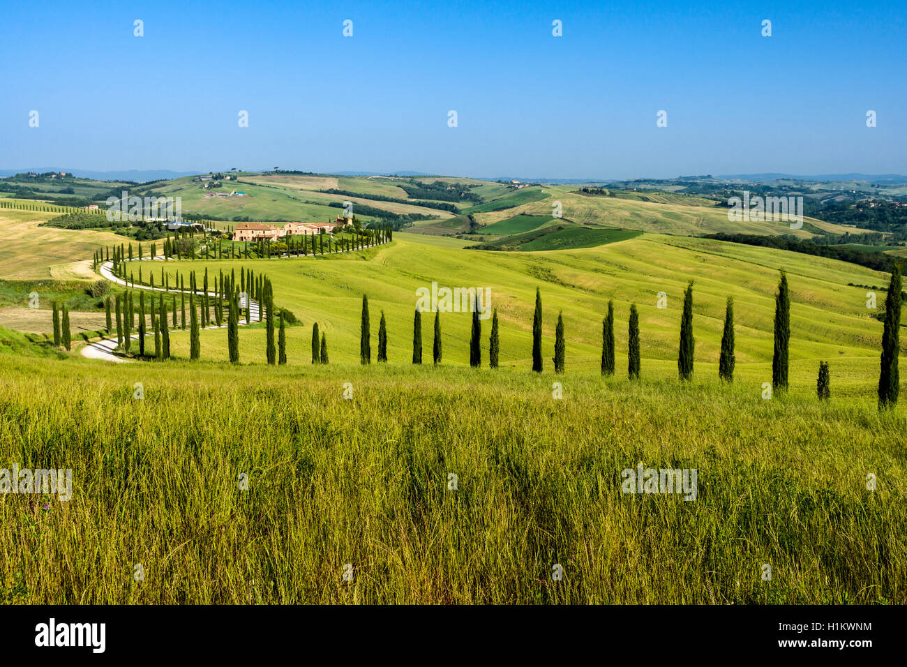 Typische Grün der toskanischen Landschaft im Val d'Orcia, Bauernhof auf einem Hügel, kurvenreiche Straße, Felder, Zypressen und blauer Himmel, Siena, Toskana Stockfoto