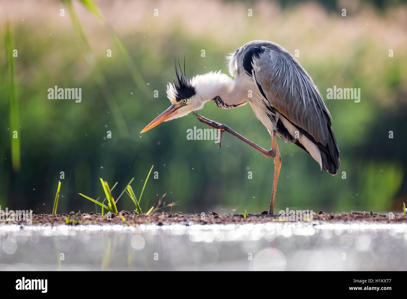 Graureiher (Ardea cinerea), Putzen, Nationalpark Kiskunság, Ungarn Stockfoto