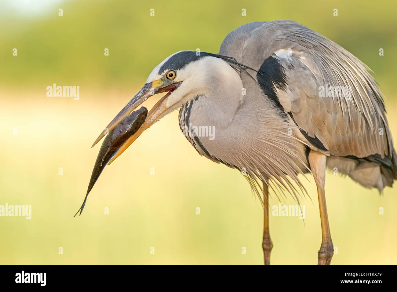 Graureiher (Ardea cinerea), mit Raub, Futtersuche, Nationalpark Kiskunság, Ungarn Stockfoto