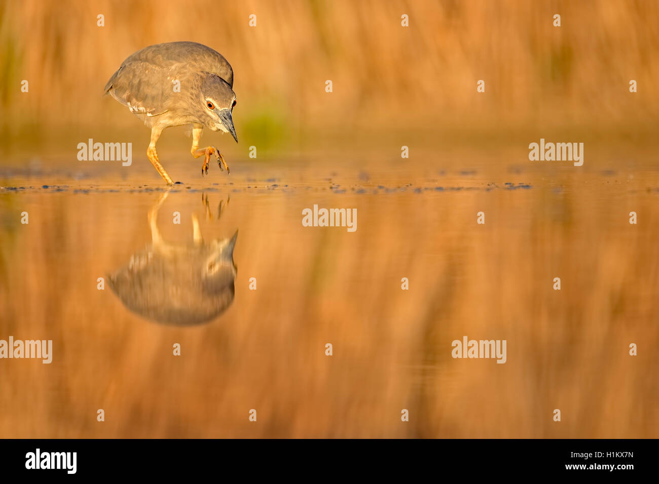 Nachtreiher (Nycticorax nycticorax) im Wasser, jungen Vogel, Nationalpark Kiskunság, Ungarn Stockfoto