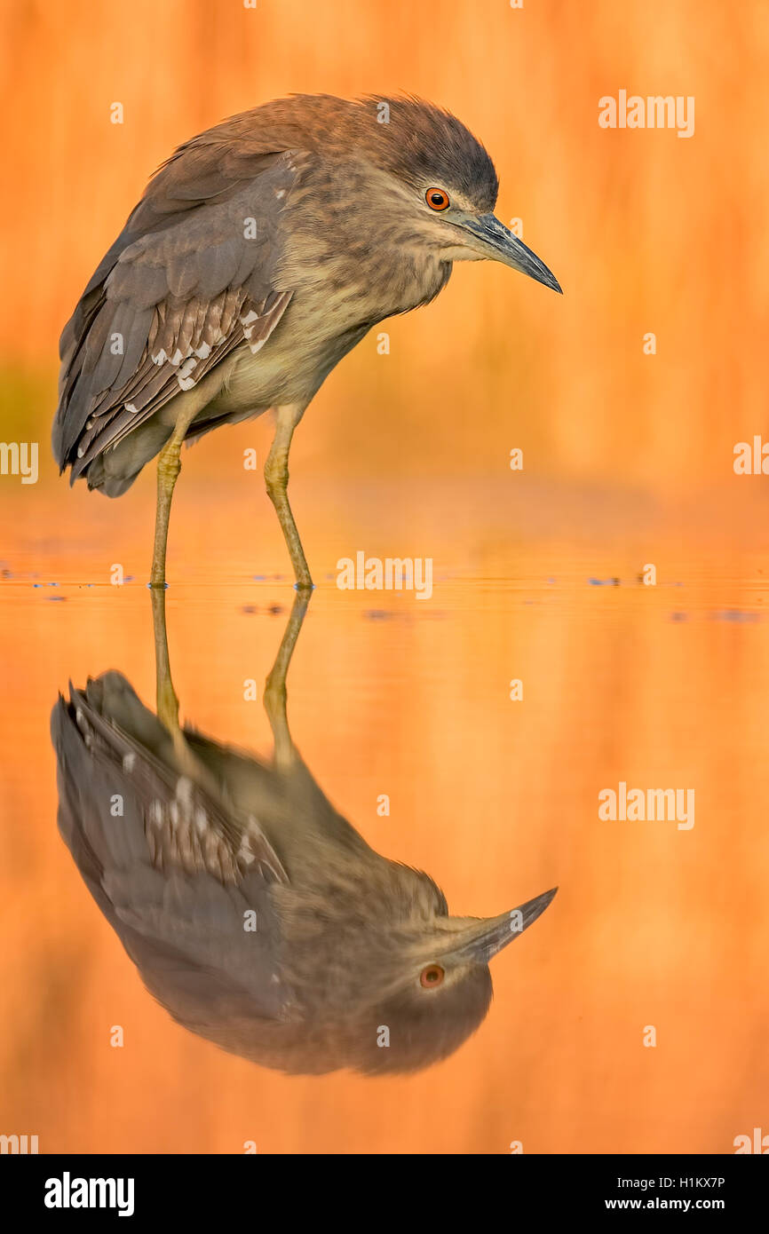 Nachtreiher (Nycticorax nycticorax), jungen Vogel im Wasser, Abendlicht, Nationalpark Kiskunság, Ungarn Stockfoto