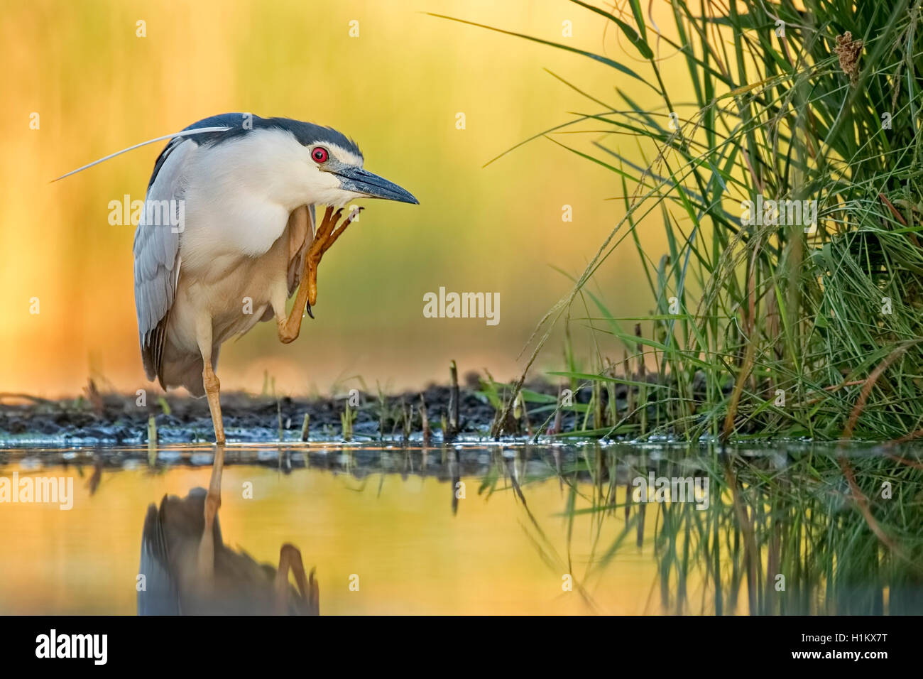 Nachtreiher (Nycticorax nycticorax), nach Reinigung selbst, Nationalpark Kiskunság, Ungarn Stockfoto