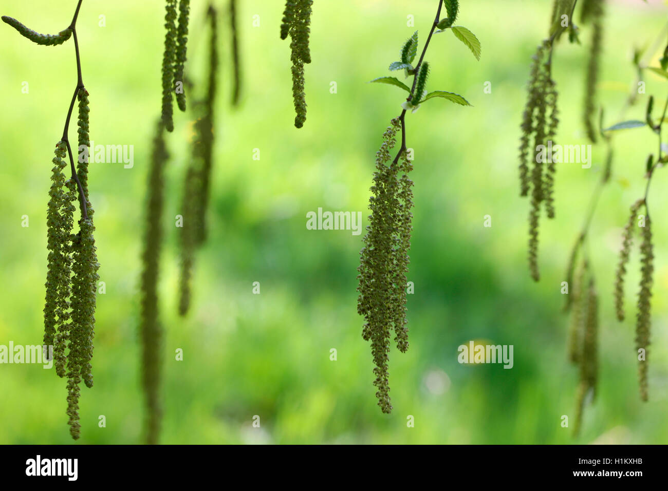 Frühling Betula Insignis, Birke Kätzchen, unverwechselbar und schöne Jane Ann Butler Fotografie JABP1388 Stockfoto