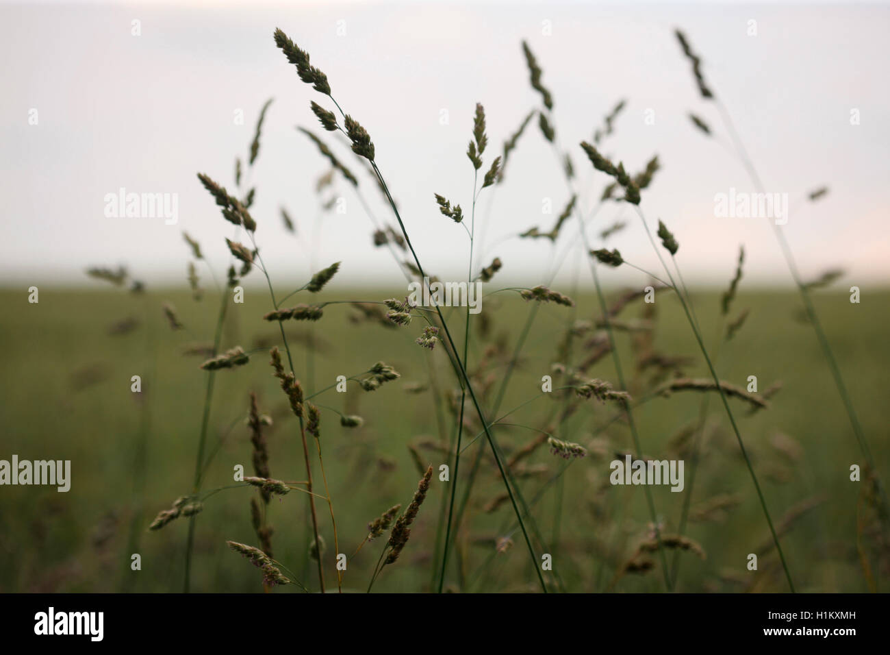 Landschaft-Gräser in der Sommerbrise Jane Ann Butler Fotografie JABP1276 Stockfoto