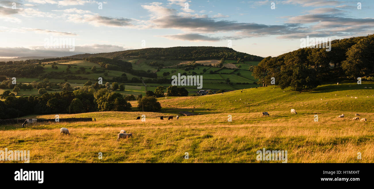 Peak District, Derbyshire, UK. Landschaft in der Nähe von Stanton in Spitzenzeiten an einem Sommerabend Stockfoto