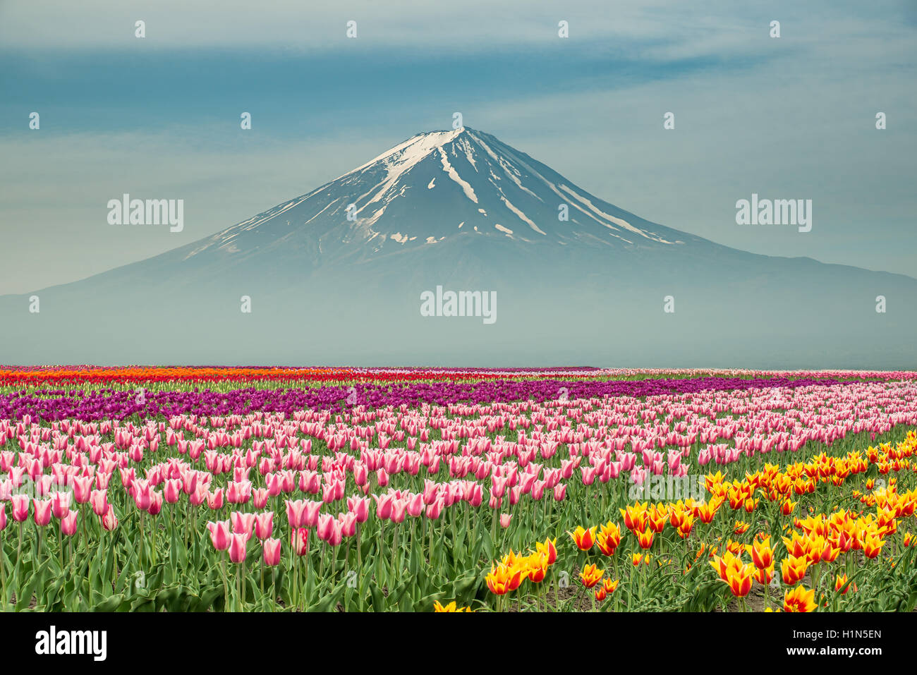 Landschaft von Japan Tulpen mit Mt.fuji in Japan. Stockfoto