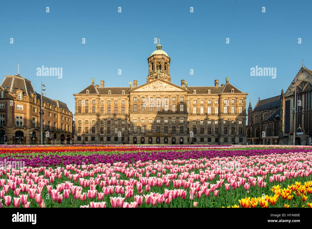 Nationalen Tulpe-Tag bei der Dam mit dem königlichen Palast auf dem Hintergrund in Amsterdam, Niederlande. Stockfoto