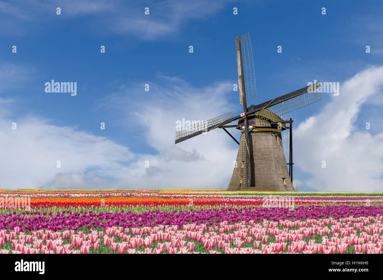 Landschaft der Niederlande Strauß Tulpen und Windmühlen in Amsterdam, Niederlande. Stockfoto