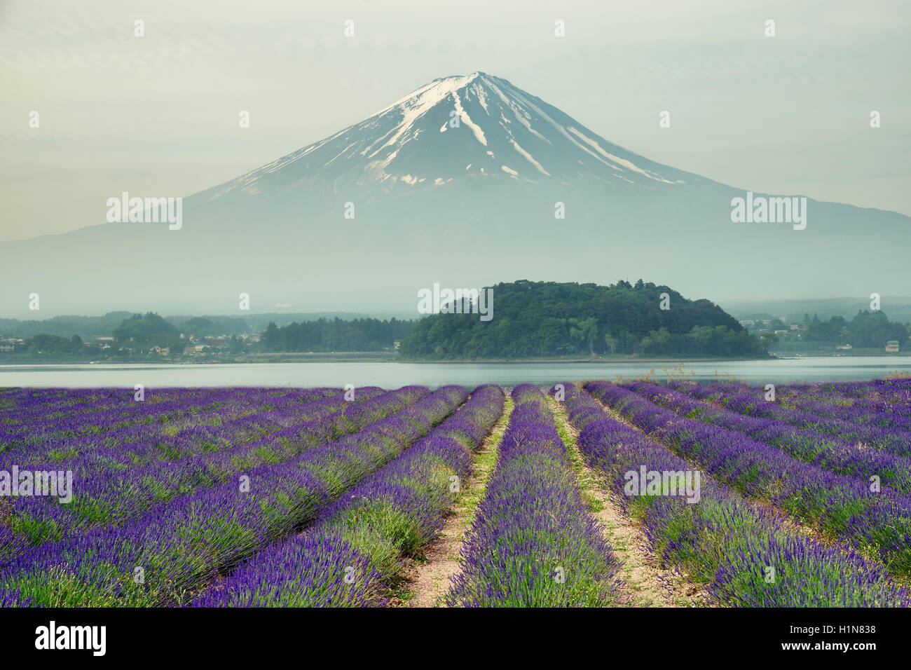 Mt.Fuji und lila Farbe Lavendel am Lake Kawaguchiko in der Sommersaison, Japan. Schöne Mt.fuji in Japan Stockfoto