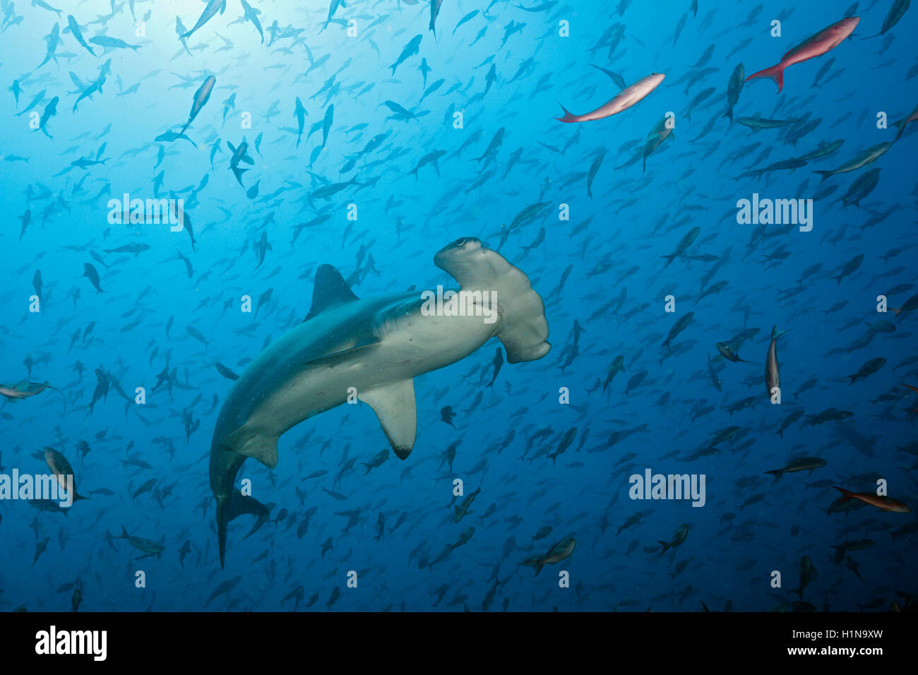 Bogenstirn-Hammerhai, Sphyrna lewinii, Bogen, Darwin Insel, Galapagos, Ecuador Stockfoto