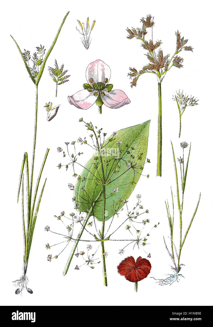 weiße Schnabel-Segge, Rhynchospora Alba (richtige Fussteil), Seeufer Rohrkolben, Scirpus Lacustris (oben rechts), Chufa Segge, Nussgras, gelbe Erdmandel, Cyperus Esculentus (links), gemeinsame Wasser-Wegerich, Alisma Plantago (Fussteil Mitte) Stockfoto