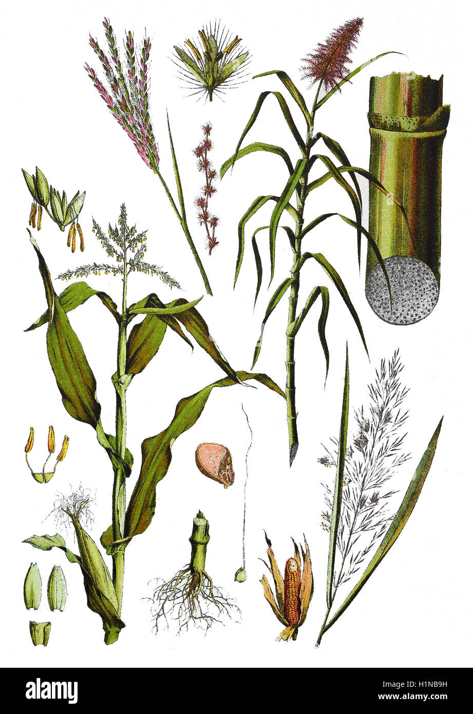 "Mais, Mais, Zea Mays (links), Zuckerrohr, Saccharum Officinarum (oben rechts), Phragmites Australis, CAV Trin.; SY: Phragmites Communis Trin. (richtige Fussteil), Bothriochloa Ischaemum L. Auch Andropogon Ischaemum L. Bzw. Dichanthium Ischaemum L (oben links) " Stockfoto