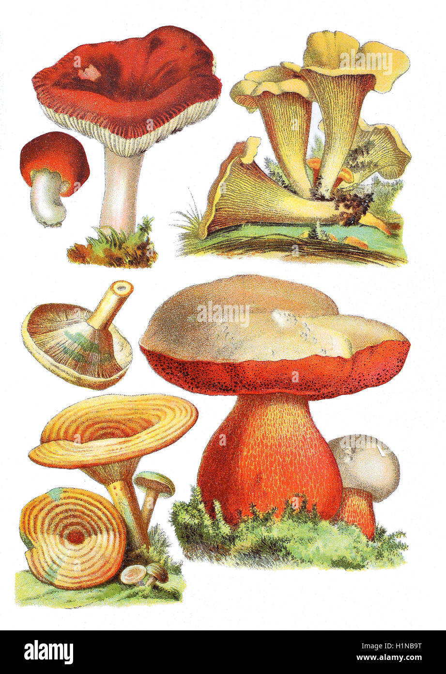 Sickener, Brechmittel ubling oder Erbrechen ubling ubling Emetica (oben links), Pfifferling, Eierschwämmen Cibarius (oben rechts), Safran Milch Mütze und rote Kiefer Lactaria Deliciosus (links Fussteil), Satans Bolete, Pilz, Rubroboletus Satanas, Sy Boletus Satanas (richtige Fussteil) Stockfoto