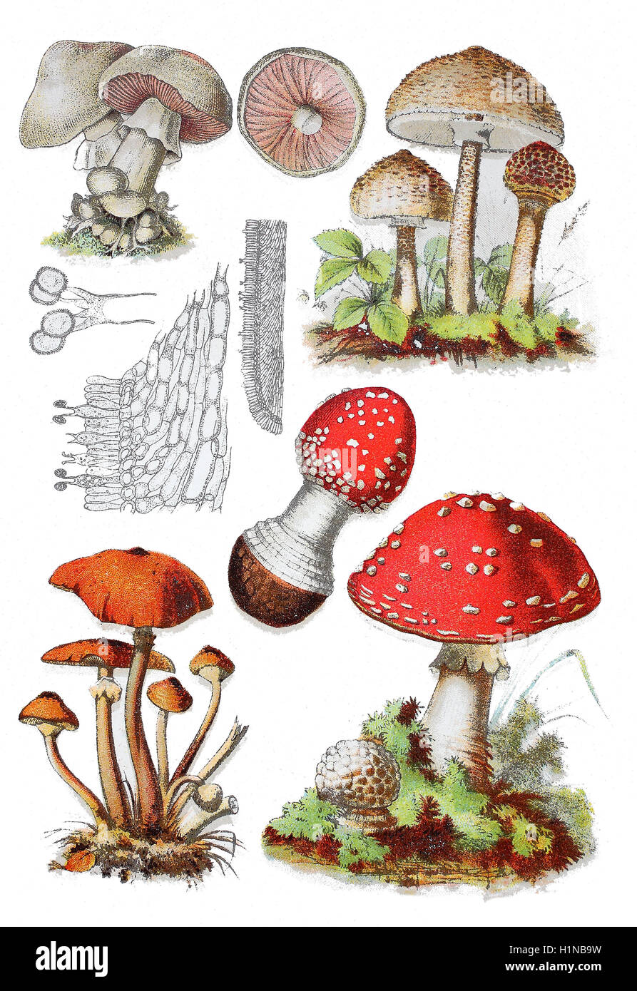 Feld-Pilz, Agaricus Campestris (oben links), Parasol Pilz, Macrolepiota Procera (oben rechts), Hallimasch, Armillaria Mellea (Fussteil links), Fliegenpilz oder Fly Amanita, Amanita Muscaria (Fussteil rechts) Stockfoto