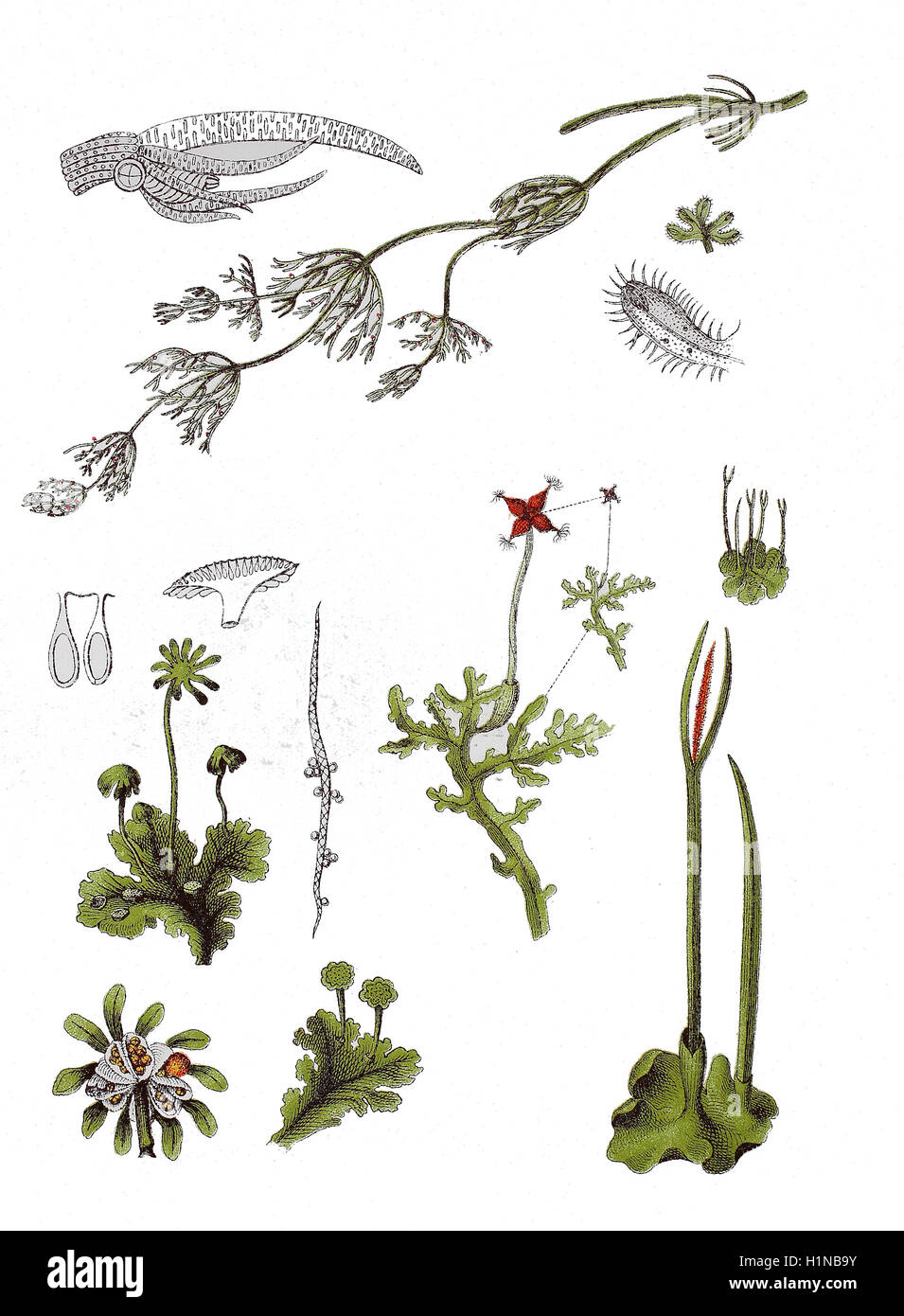 Chara Vulgaris (oben), gemeinsame Lebermoos oder Regenschirm Lebermoos, Marchantia Polymorpha (linke Fussteil), Aneura Pinguis (Mitte), gemeinsame Stonewort, glattes Hornmoos, Phaeoceros Laevis (richtige Fussteil) Stockfoto