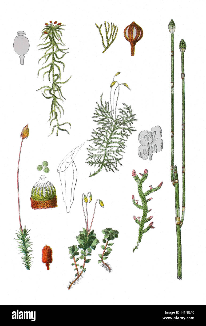 rote Bogmoss, Sphagnum Capillifolium (links oben), gemeinsame Haircap, Polytrichum Kommune (linke Fussteil), Mnium Punctatum (Fussteil, 2. von links), grobe Schachtelhalm, Equisetum Hyemale (rechts), Rough gestielt Feder-Moos, Brachythecium Rutabulum (Mitte) Stockfoto