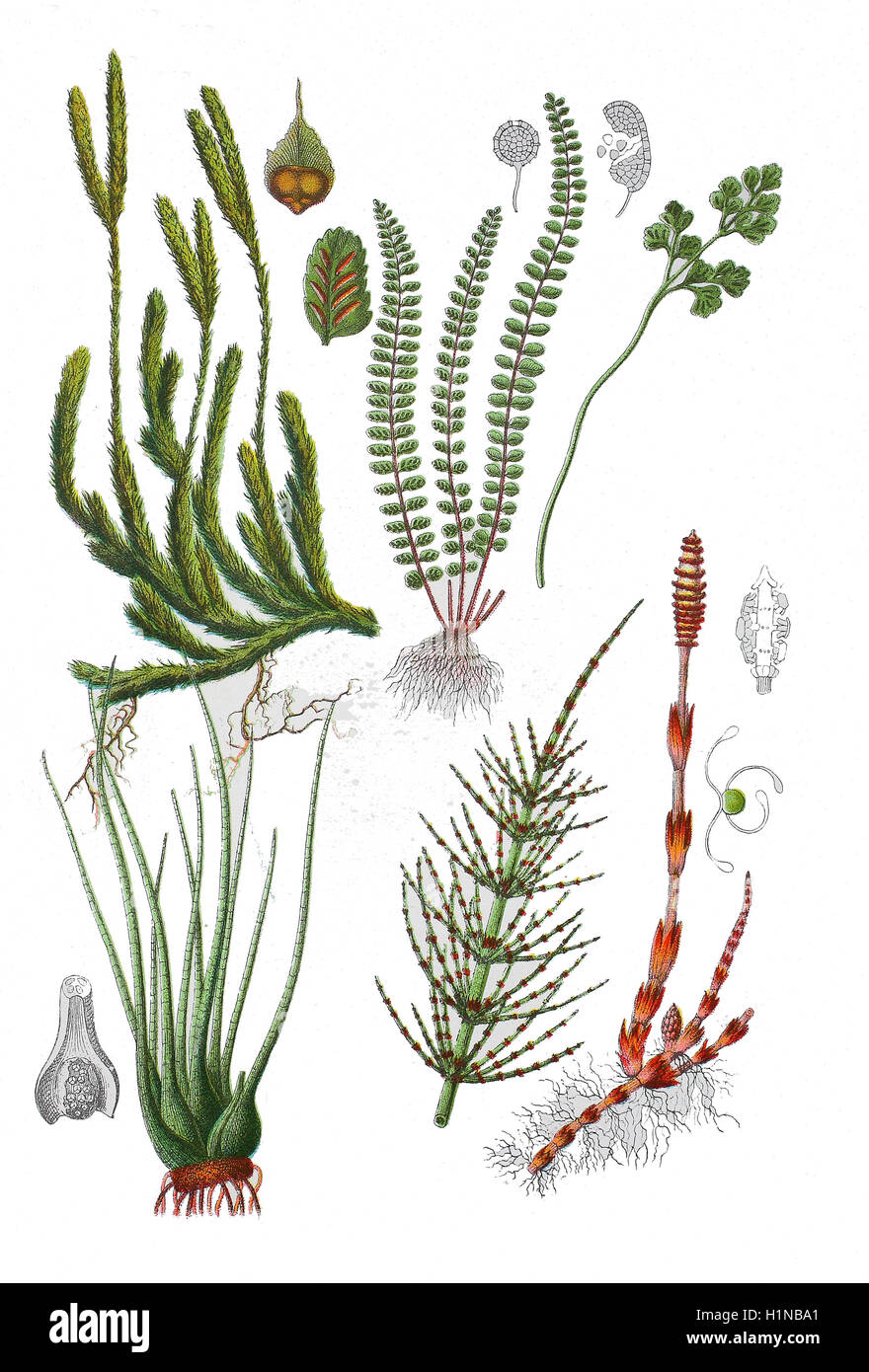 gemeinsamen Schachtelhalm, Equisetum Arvense (richtige Fussteil), See-Brachsenkraut, Isoetes Lacustris (linke Fussteil), Stag es-Horn Clubmosse, Lycopodium Clavatum (links oben), tausend Spleenwort, Asplenium Trichomanes L. (oben Mitte), Wand-Rue, Asplenium Ruta-Muraria (oben rechts) Stockfoto