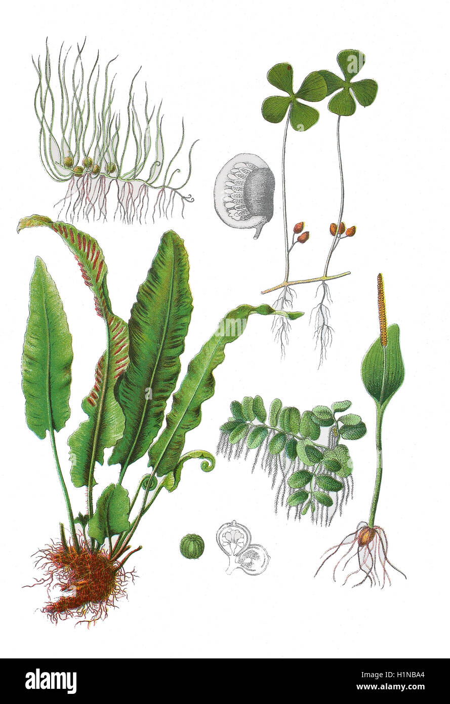 Pillwort, Pilularia Globulifera (oben links), Marsilia Quadrifolia (oben rechts), Hart's-tongue, Asplenium Scolopendrium L. Und Scolopendrium Vulgare (Fussteil links), schwimmende Farn, Salvinia Natans (Fussteil Mitte), Adder's-tongue, Ophioglossum Vulgatum (Fussteil rechts) Stockfoto