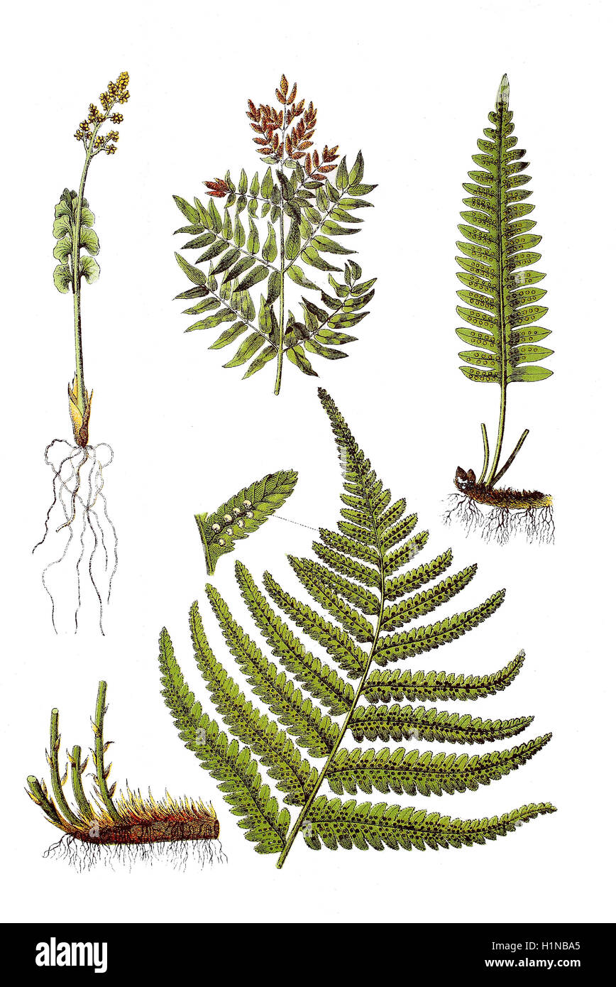 gemeinsamen Satinblume Botrychium Lunaria (oben links), Königsfarn, Osmunda Regalis (oben Mitte), gemeinsame Maisöl, Polypodium Vulgare (oben rechts), Wurmfarn, Dryopteris Filix-Mas (Fussteil) Stockfoto